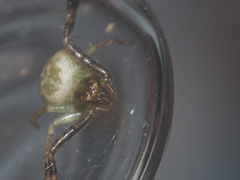 Spilosynema