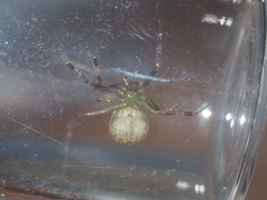 Spilosynema