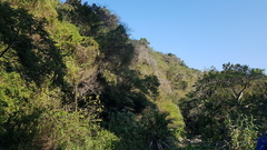 Euphorbia triangularis