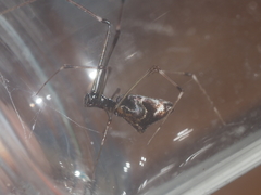 Argyrodes fissifrons