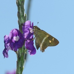 Chioides albofasciatus