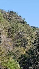 Euphorbia triangularis