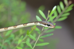 Dendrelaphis