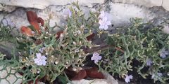 Limonium cancellatum