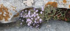 Limonium cancellatum