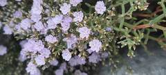Limonium cancellatum