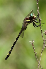 Cordulegaster obliqua