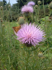 Polites peckius