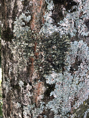 Pleurosticta acetabulum