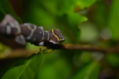 Cyrtodactylus deccanensis