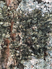 Pleurosticta acetabulum