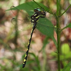 Cordulegaster obliqua