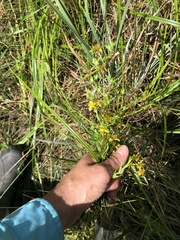 Hypericum fasciculatum