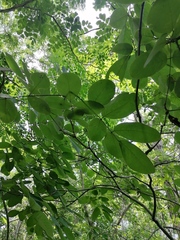 Piscidia carthagenensis