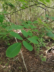 Piscidia carthagenensis