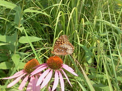 Speyeria cybele