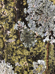 Pleurosticta acetabulum