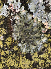 Pleurosticta acetabulum