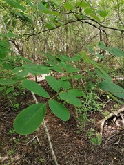 Piscidia carthagenensis