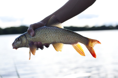 Moxostoma macrolepidotum