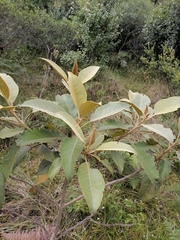 Citharexylum subflavescens