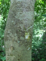 Tabernaemontana glabra