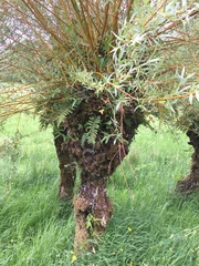 Salix × fragilis vitellina