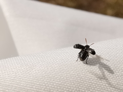Bruchus luteicornis