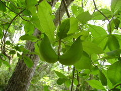 Tabernaemontana glabra