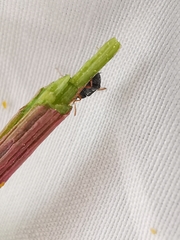 Bruchus luteicornis
