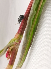 Bruchus luteicornis