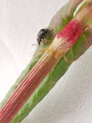 Bruchus luteicornis