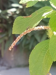 Acalypha arvensis