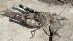 Oedipoda germanica