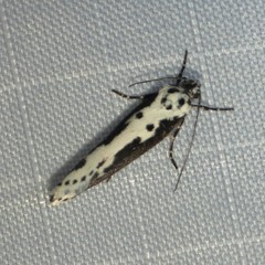 Ethmia semilugens