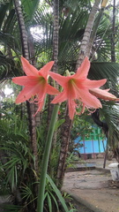 Hippeastrum stylosum