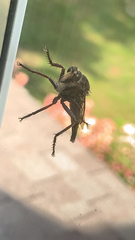 Proctacanthus milbertii