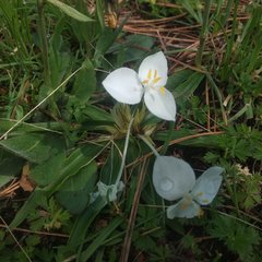 Weldenia candida