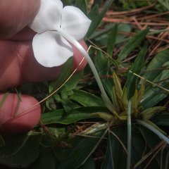 Weldenia candida