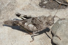 Oedipoda germanica