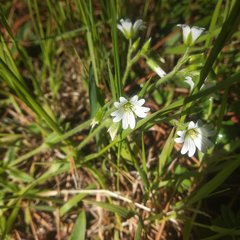 Cerastium nutans
