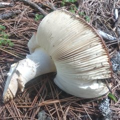 Amanita muscaria flavivolvata
