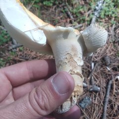 Amanita muscaria flavivolvata