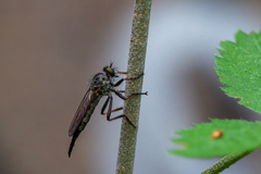 Neoitamus socius