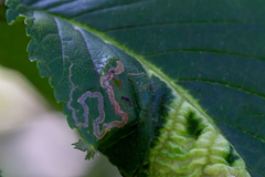 Stigmella lemniscella