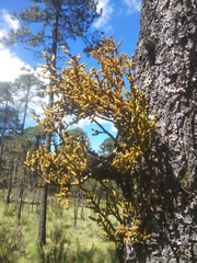 Arceuthobium globosum