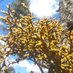 Arceuthobium globosum