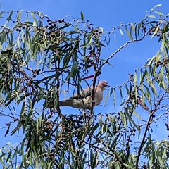 Streptopelia senegalensis