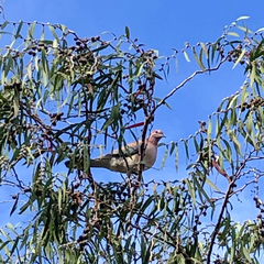 Streptopelia senegalensis
