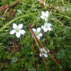 Arenaria oresbia